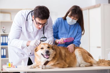 Doktor ve asistan veterinerdeki golden retriever köpeğini kontrol ediyor.