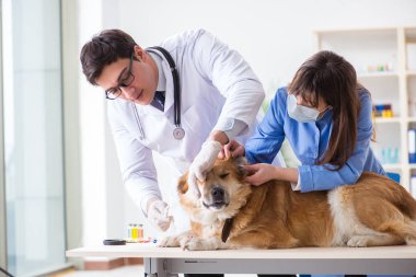 Doktor ve asistan veterinerdeki golden retriever köpeğini kontrol ediyor.