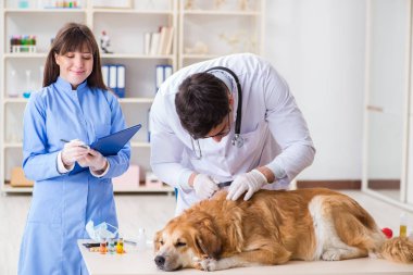Doktor ve asistan veterinerdeki golden retriever köpeğini kontrol ediyor.
