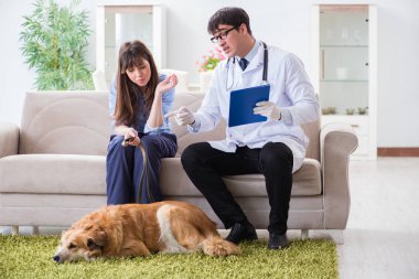 Veteriner doktor Golden Retriever köpeğini evinde ziyaret ediyor.