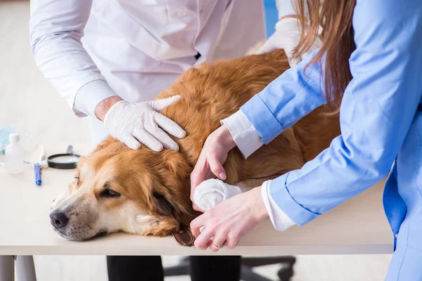 Médico e assistente verificando o cão golden retriever no veterinário cli — Fotografia de Stock