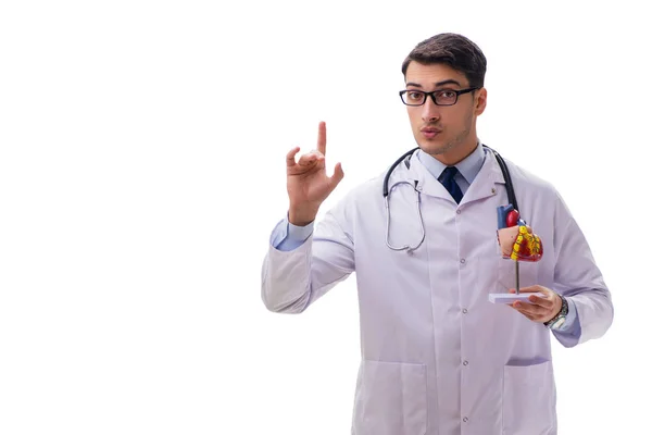 Молодой врач с сердечной формой изолирован на белом — стоковое фото