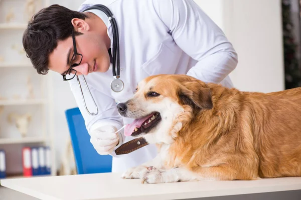 Läkare undersöker golden retriever hund på veterinärkliniken — Stockfoto