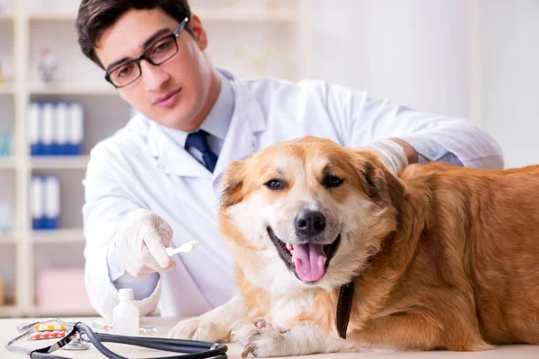 Doctor examining golden retriever dog in vet clinic — Stock Photo, Image