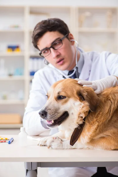 Medico esaminando cane golden retriever in clinica veterinaria — Foto Stock