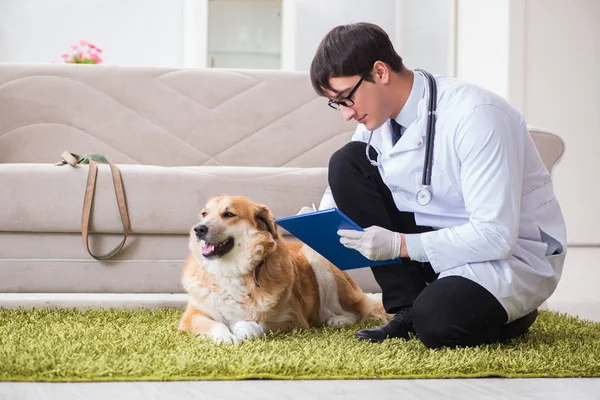 Tierarzt untersucht Golden-Retriever-Hund beim Hausbesuch — Stockfoto