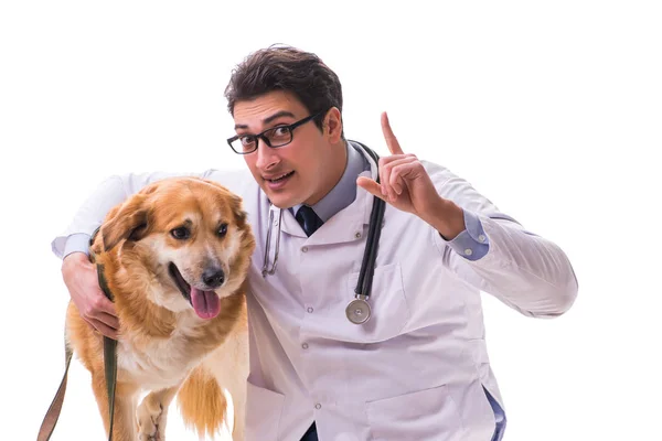 Médico veterinário examinando cão golden retriever isolado em branco — Fotografia de Stock