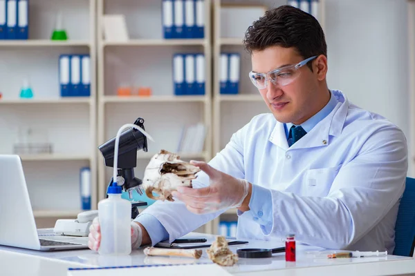 Paleontolojist soyu tükenmiş hayvan kemiklerine bakıyor — Stok fotoğraf