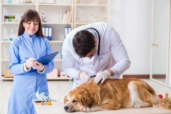 Γιατρός και βοηθός ελέγχοντας golden retriever σκυλί σε Vet Cli — Φωτογραφία Αρχείου