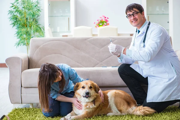 Veterinární lékař navštíví zlatého retrívra psa doma — Stock fotografie