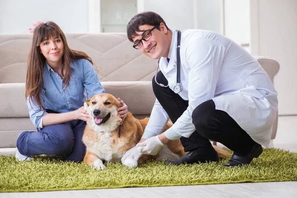 Médico veterinario visitando perro golden retriever en casa — Foto de Stock