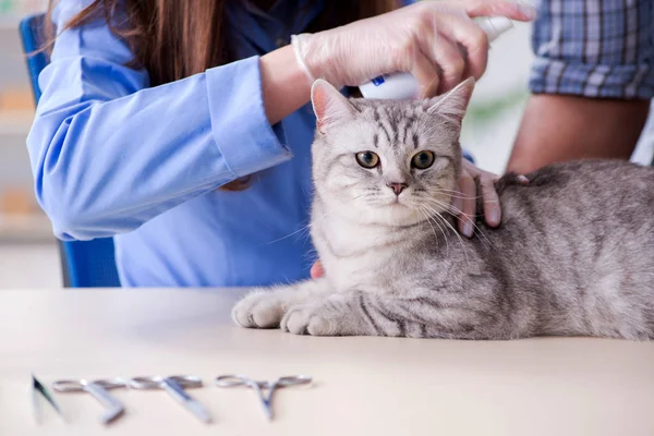 Gato a ser examinado na clínica veterinária — Fotografia de Stock