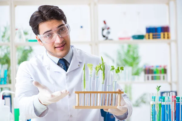 Biochemik pracujący w laboratorium nad roślinami — Zdjęcie stockowe