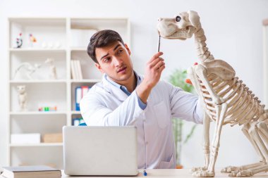 Doktor veteriner köpek iskeleti üzerinde çalışıyor.