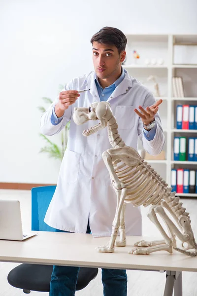 Médico veterinário praticando no esqueleto do cão — Fotografia de Stock