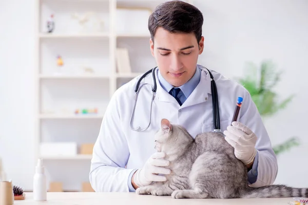 Veterinář vyšetřující nemocnou kočku v nemocnici — Stock fotografie