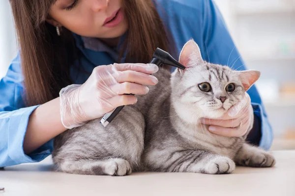 Kočičí vyšetření na veterinární klinice — Stock fotografie