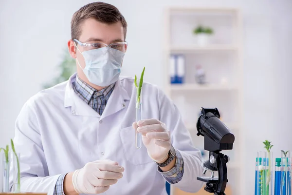 Männlicher Biochemiker arbeitet im Labor an Pflanzen — Stockfoto