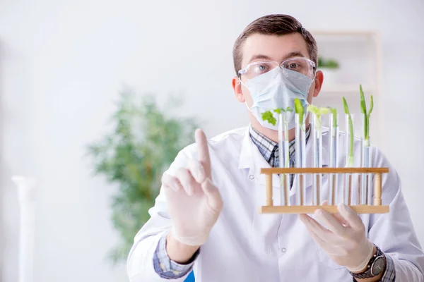 Bioquímico masculino trabalhando no laboratório em plantas — Fotografia de Stock