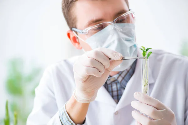 Männlicher Biochemiker arbeitet im Labor an Pflanzen — Stockfoto