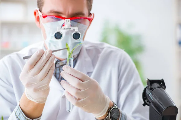 Männlicher Biochemiker arbeitet im Labor an Pflanzen — Stockfoto