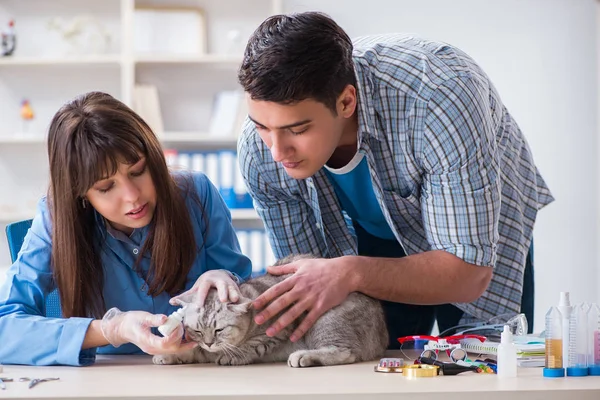 Gato a ser examinado na clínica veterinária — Fotografia de Stock