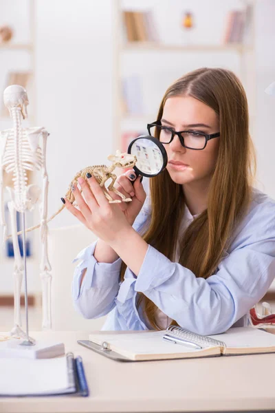 Студент изучает скелет животного в классе — стоковое фото