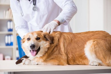 Veteriner kliniğinde Golden Retriever köpeğini muayene eden doktor.