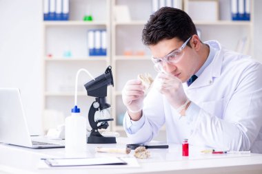 Paleontolojist soyu tükenmiş hayvan kemiklerine bakıyor