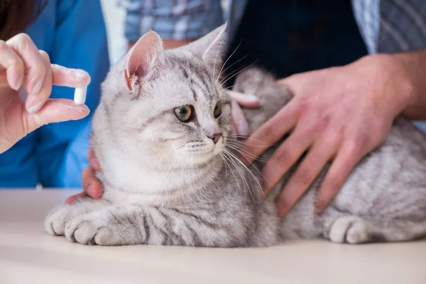 Cat being examining in vet clinic — Stock Photo, Image