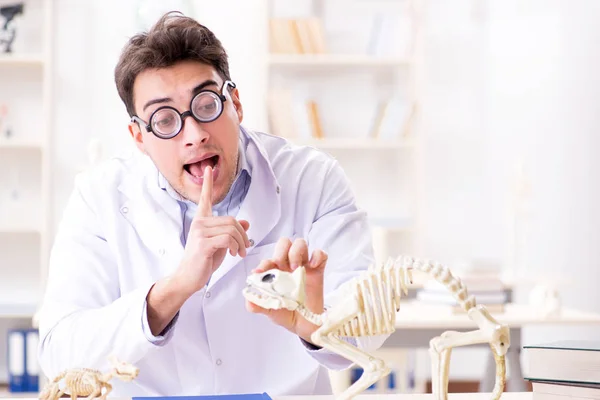 Grappige gekke student dokter die dierlijk skelet bestudeert — Stockfoto