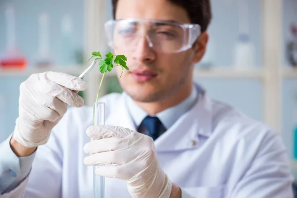 Biochimico maschile che lavora in laboratorio sulle piante — Foto Stock