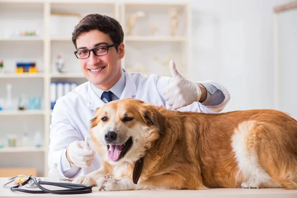 Orvos vizsgálata golden retriever kutya állatorvosi klinikán — Stock Fotó
