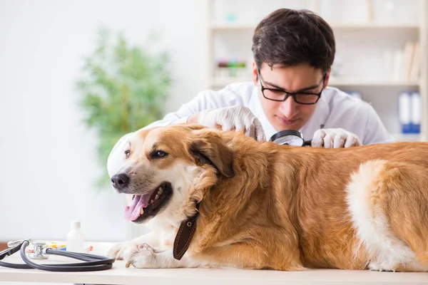 Doktor zkoumá zlatého retrívra psa na veterinární klinice — Stock fotografie