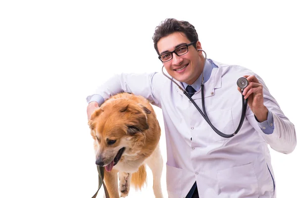 Médico veterinário examinando cão golden retriever isolado em branco — Fotografia de Stock