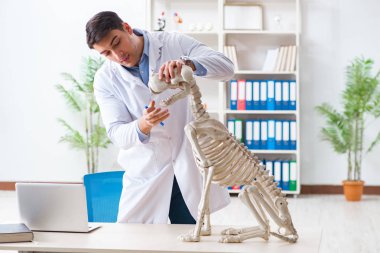 Doktor veteriner köpek iskeleti üzerinde çalışıyor.