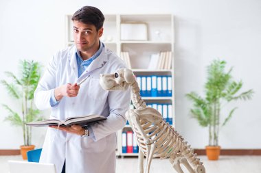 Doktor veteriner köpek iskeleti üzerinde çalışıyor.