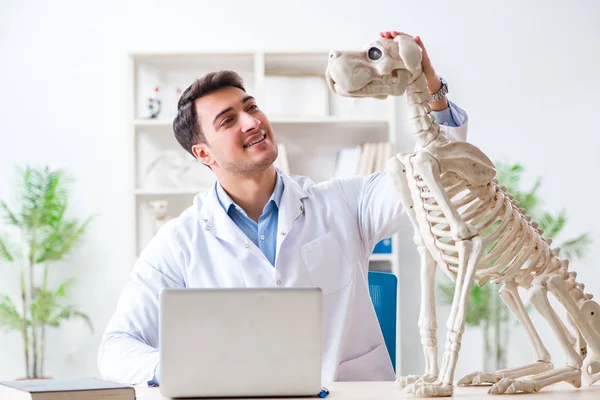 Doktor veteriner köpek iskeleti üzerinde çalışıyor. — Stok fotoğraf