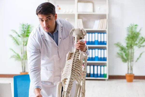 Doktor veterinář cvičí na psí kostře — Stock fotografie