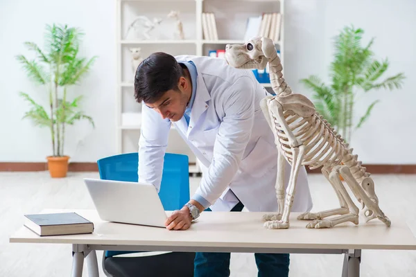 Médico veterinário praticando no esqueleto do cão — Fotografia de Stock