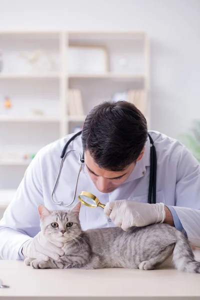 Veterinario examinando gato enfermo en el hospital — Foto de Stock