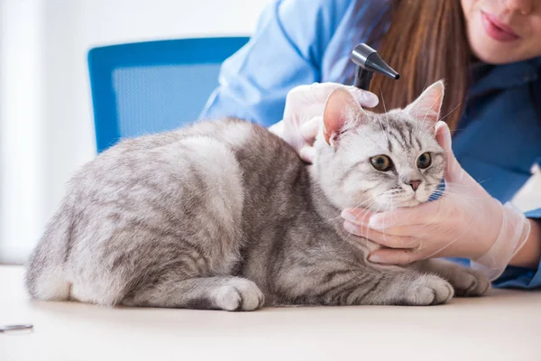 Chat en cours d'examen en clinique vétérinaire — Photo