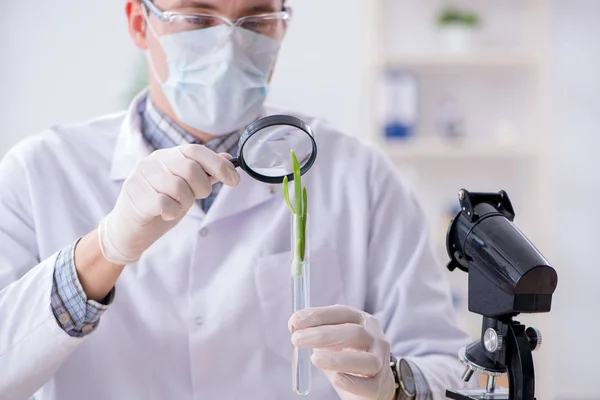 Mannelijke biochemicus werkzaam in het lab op planten — Stockfoto