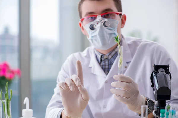 Man biokemist arbetar i labbet på anläggningar — Stockfoto