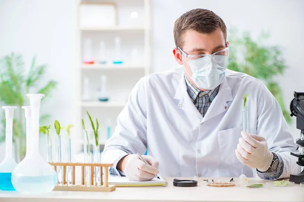 Männlicher Biochemiker arbeitet im Labor an Pflanzen — Stockfoto