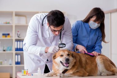 Doktor ve asistan veterinerdeki golden retriever köpeğini kontrol ediyor.