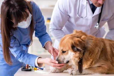 Doktor ve asistan veterinerdeki golden retriever köpeğini kontrol ediyor.