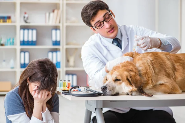 Doctor y asistente revisando perro golden retriever en veterinario cli — Foto de Stock