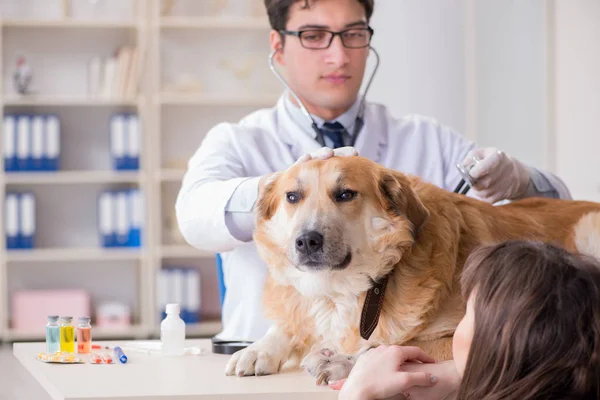 Dokter en assistent controleren gouden retriever hond in de dierenarts cli — Stockfoto