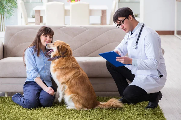 Tierarzt besucht Golden Retriever-Hund zu Hause — Stockfoto